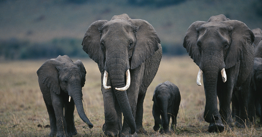 Nature Conservation & Protection Law Services
